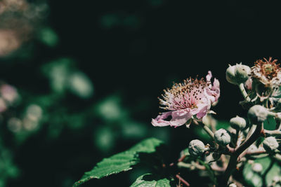 Close-up of pink flowering plant