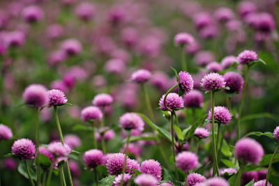 Close-up of pink flowering plants