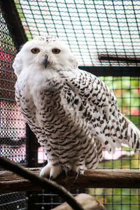 Close-up portrait of owl in cage