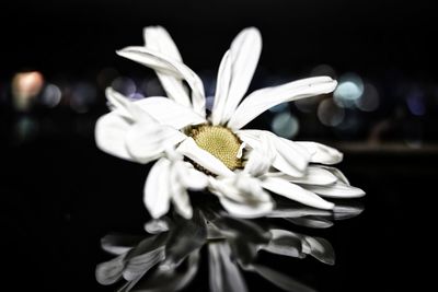 Close-up of white daisy flowers against black background