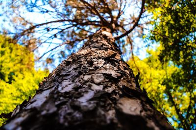 Low angle view of lichen on tree trunk