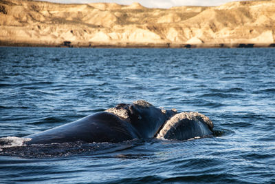 Close-up of swimming in sea