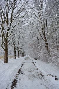 Snow covered road along bare trees