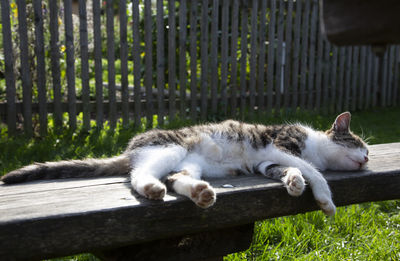 Close-up of cat sitting on wooden fence