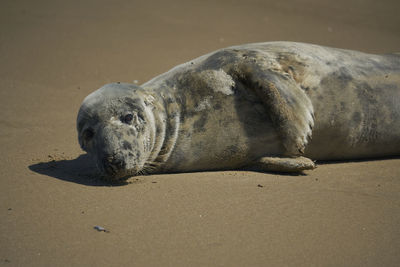 Close-up of seal on sand at beach