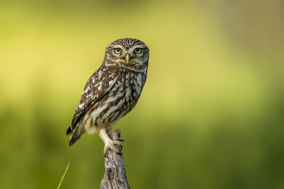 Close-up portrait of owl perching on tree