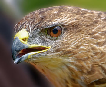 Close-up of eagle