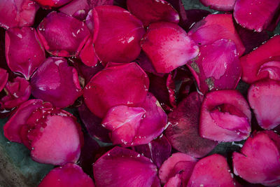 Full frame shot of red flowers