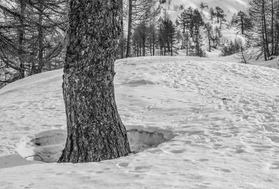 Trees on snow covered land