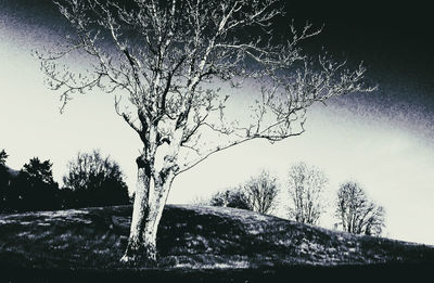 Low angle view of bare tree against clear sky