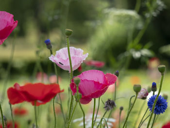 Close-up of pink flowering plant