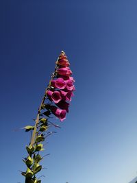 Low angle view of pink flowering plant against clear blue sky