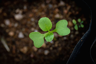 High angle view of plant growing on field