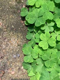 High angle view of leaves on field
