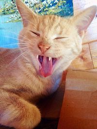 Close-up of cat resting on bed