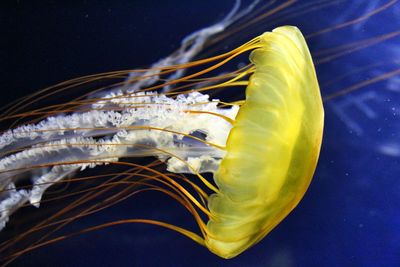 Close up of jellyfish