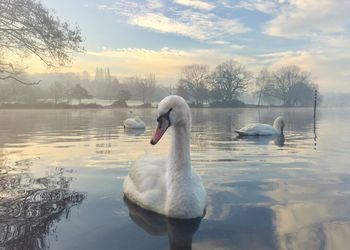 Swan on lake against sky