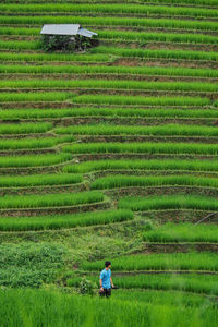 Rear view of woman with rice paddy on field