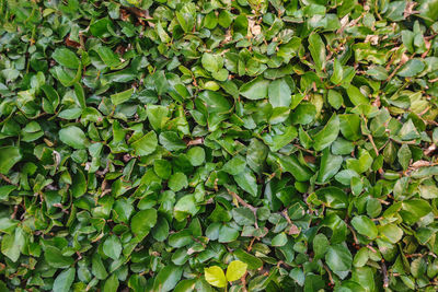 Full frame shot of ivy growing on plant