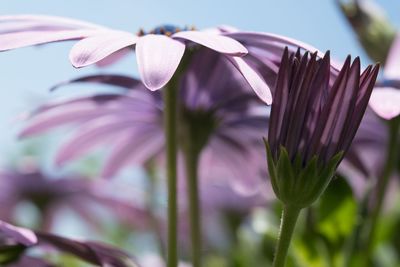 Close-up of pink flowers