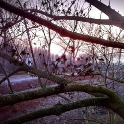 Bare trees against sky at sunset