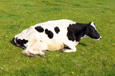 dairy cow