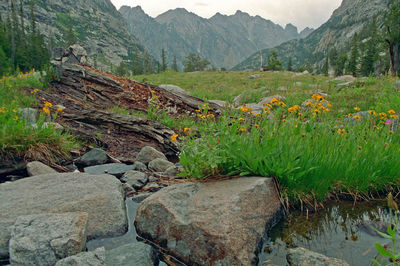 Scenic view of landscape