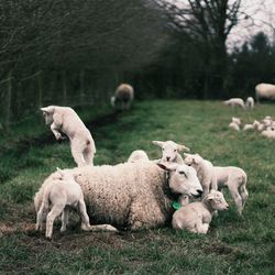 Sheep grazing with lambs on field