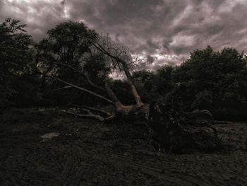 Log on field against trees in forest