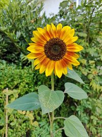 Close-up of yellow flowering plant