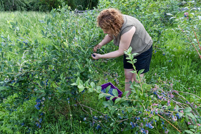 A caucasian woman harvest blueberries on a farm.