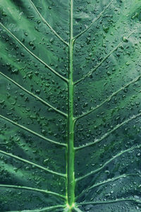 Full frame shot of raindrops on leaves