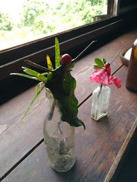 Close-up of potted plant on window sill