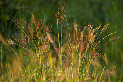 Close-up of wheat growing on field