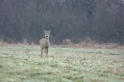 Cute roe deer on the field in autumn time in hungary