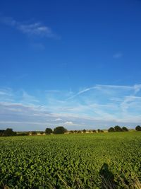 Scenic view of agricultural field against blue sky