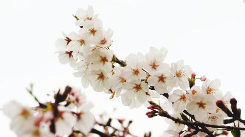 Low angle view of cherry blossom against clear sky