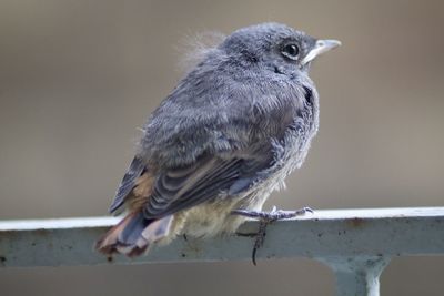 Close-up of bird perching on railing