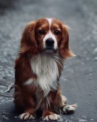 Portrait of dog sitting on footpath