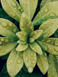 Close-up of water drops on leaves