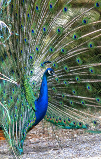 Close-up of peacock feathers on field