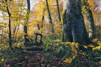 Trees and leaves in forest during autumn
