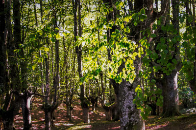 Trees in forest