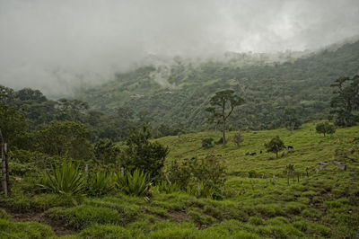 Scenic view of landscape