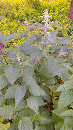 High angle view of leaves on field