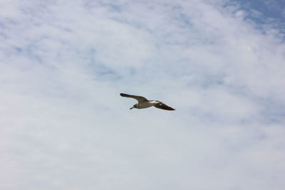 Low angle view of seagull flying in sky