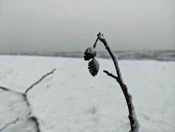 Close-up of frozen plant on land against sea