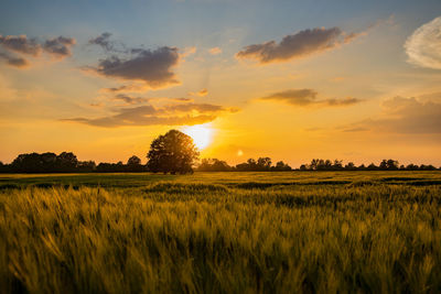 Scenic view of field against sky during sunset