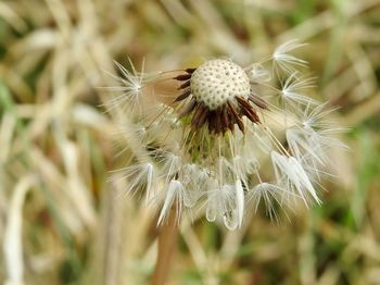 Close-up of dandelion on plant