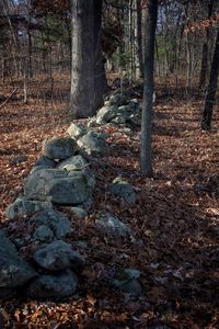 Trees in forest